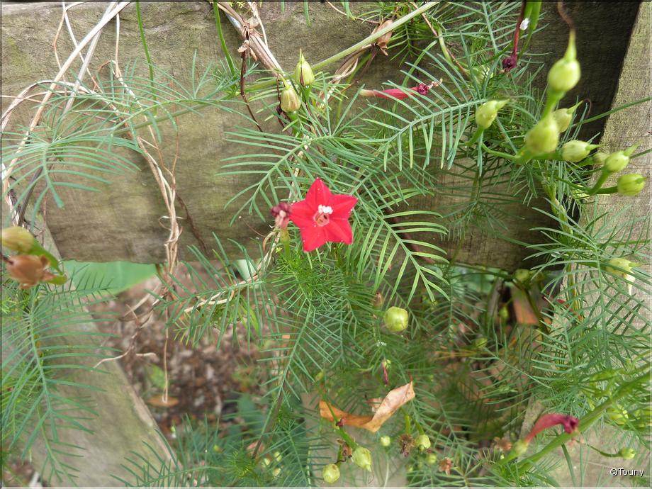 Vietnam - ipomée quamoclite (ipomea quamoclit)