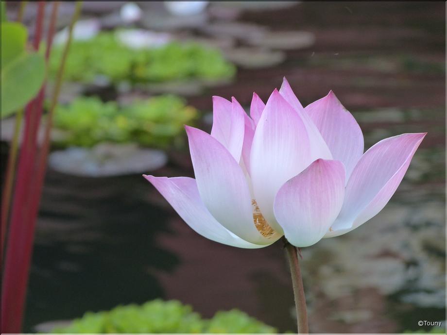 Cambodge - lotus