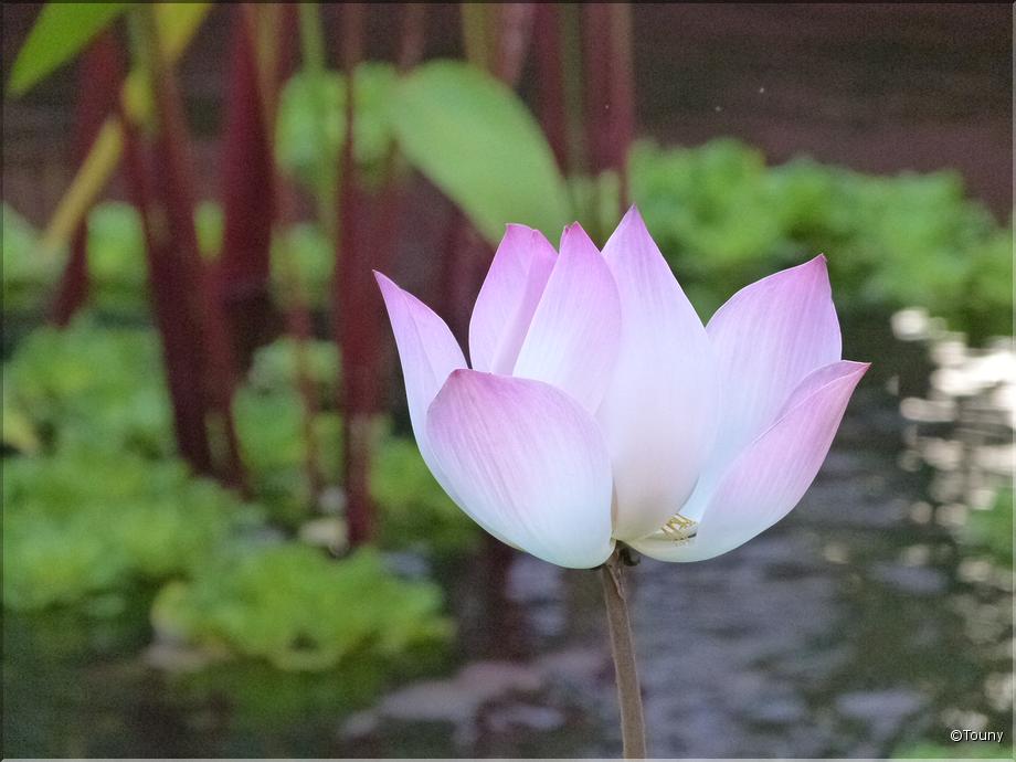 Cambodge - lotus