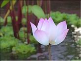 Cambodge - lotus