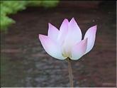 Cambodge - lotus