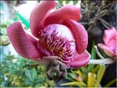 Cambodge - fleur de Bouddha -boulet de canon (couroupita guianensis)