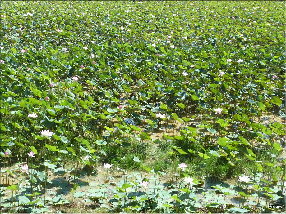 Cambodge - lotus