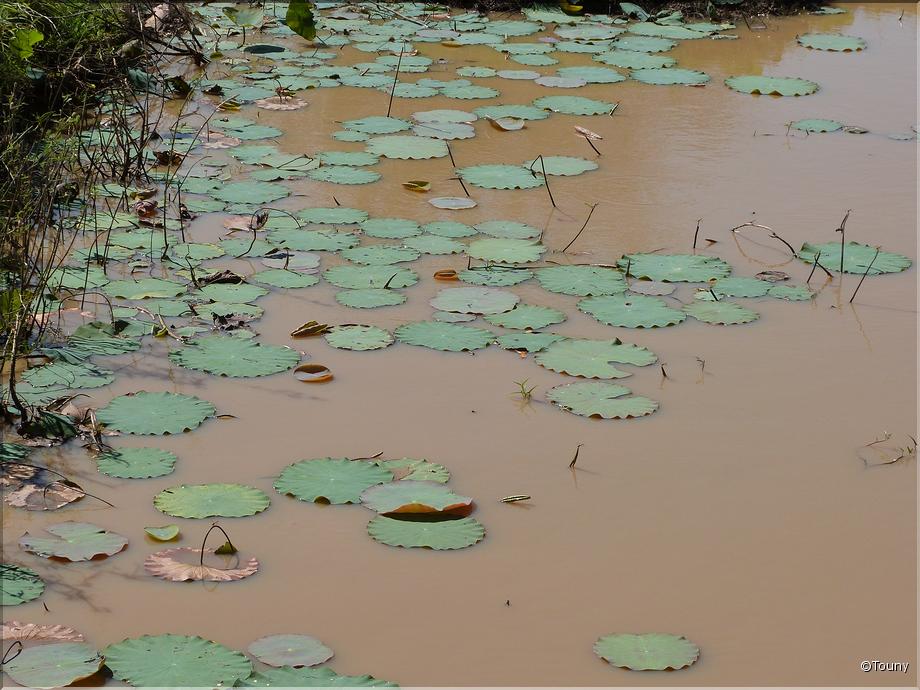 Cambodge - nénufar