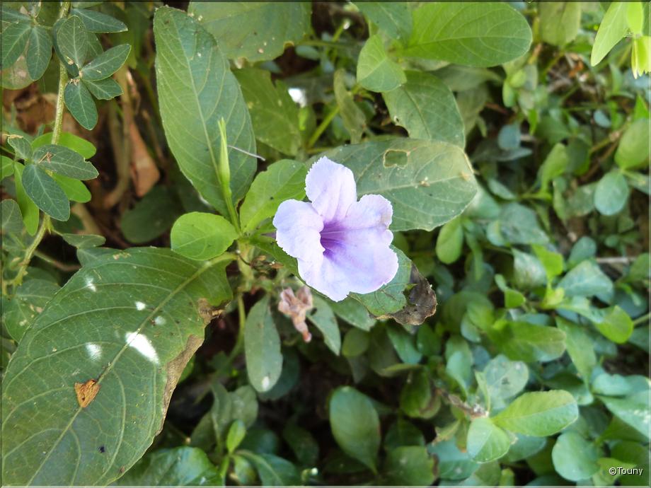 Cambodge - pétunia sauvage (ruellia tuberosa)