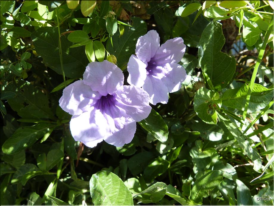 Cambodge - pétunia sauvage (ruellia tuberosa)