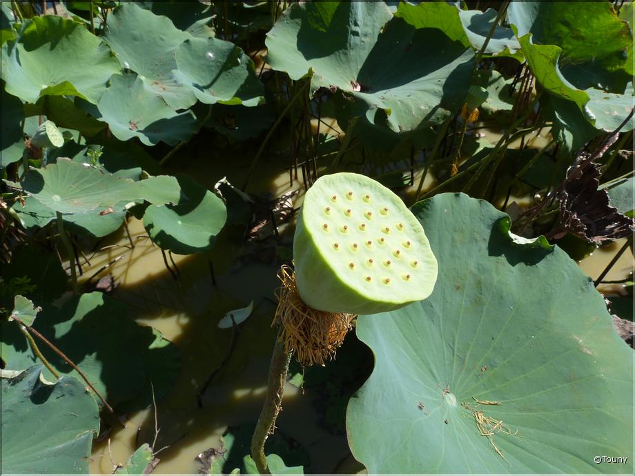 Cambodge -  gousse de lotus