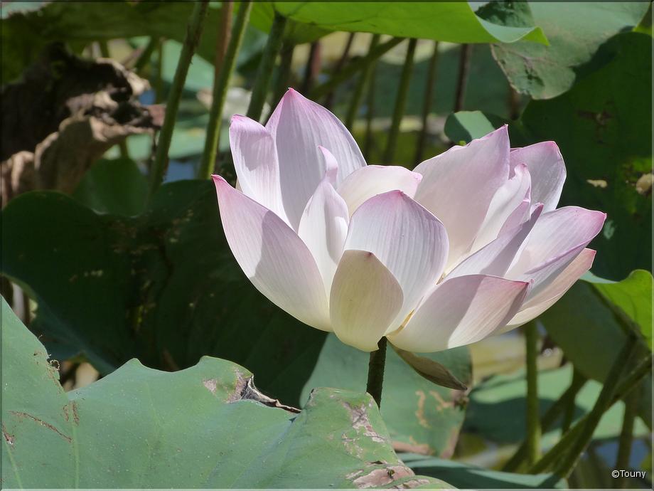 Cambodge - lotus (nelombo nucifera)
