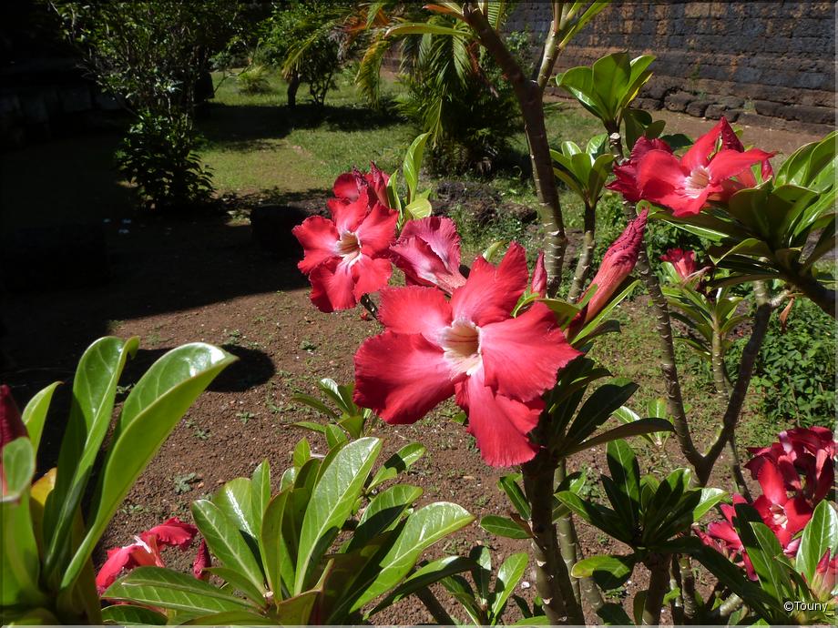 Cambodge - rose du désert (adenium)