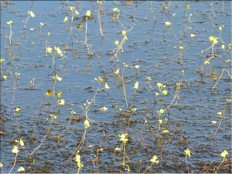 Cambodge - utriculaire