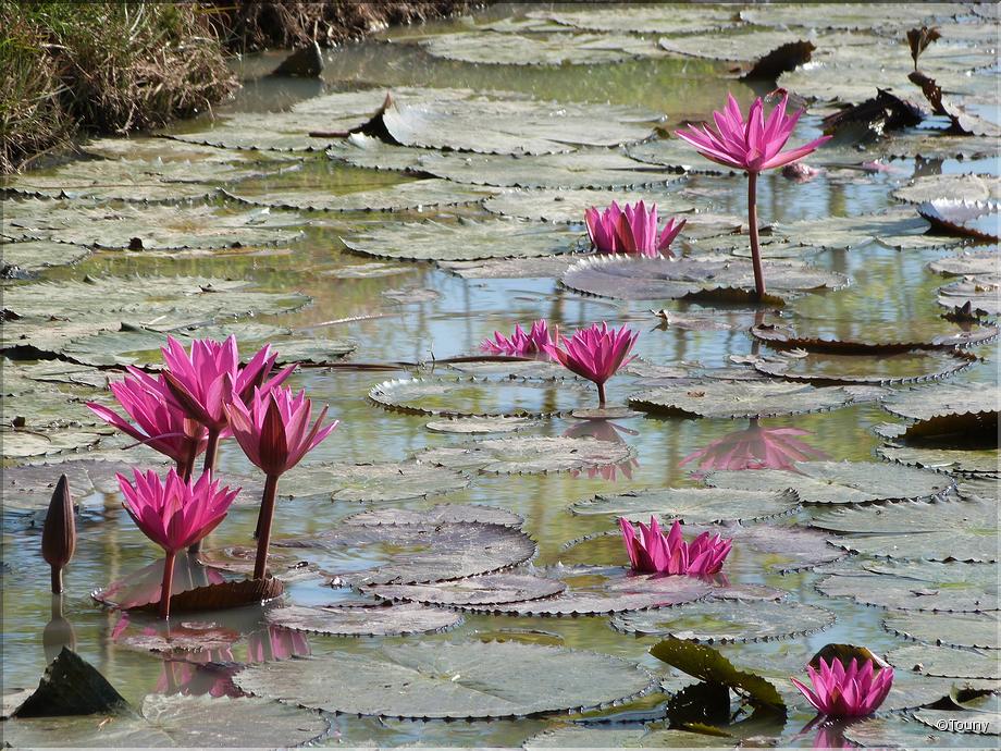 Cambodge - lotus rose
