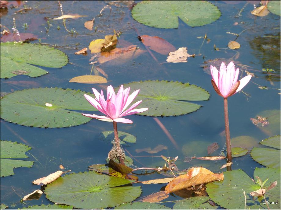 Cambodge - lotus rose