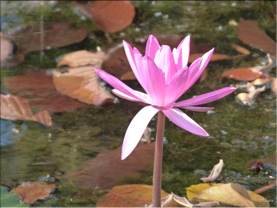 Cambodge - lotus rose