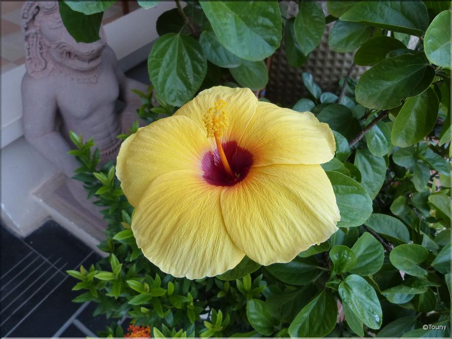 Cambodge - hibiscus jaune