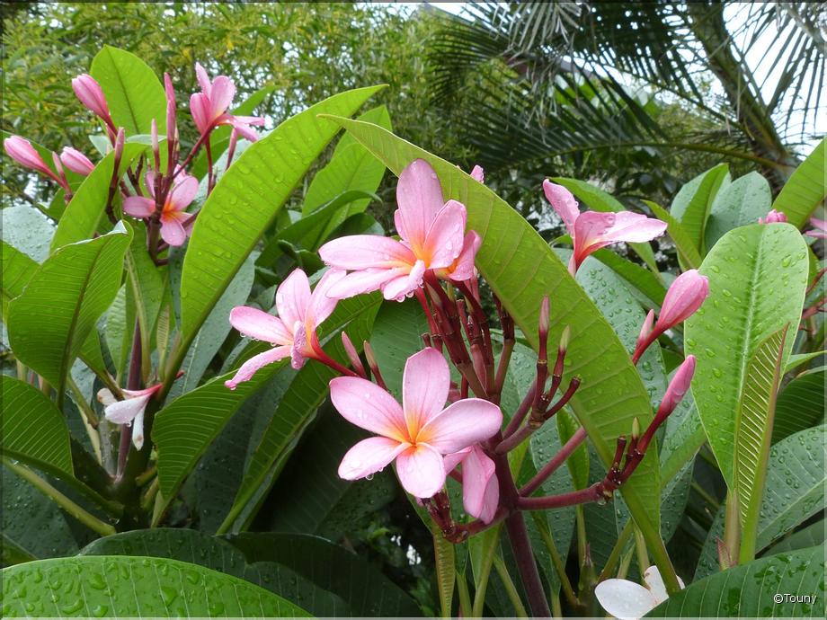 Nlle Calédonie - Frangipanier rouge (plumeria rubra)