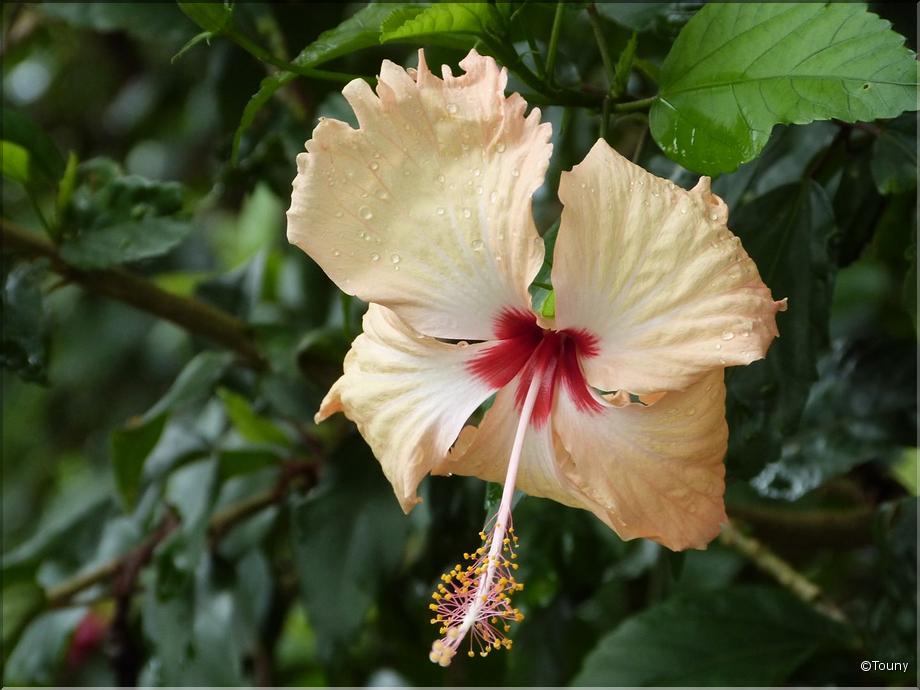 Nlle Calédonie - hibiscus