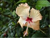 Nlle Calédonie - hibiscus