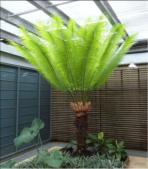 Nlle Calédonie - Centre Djibaou - cycas du japon
