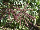 Nlle Calédonie - arbre parapluie (schefflera actinophylla)