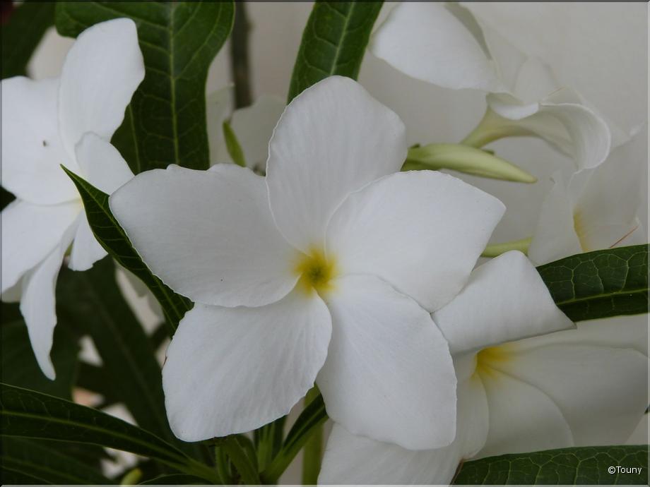 Nlle Calédonie - frangipanier (plumeria pudica)