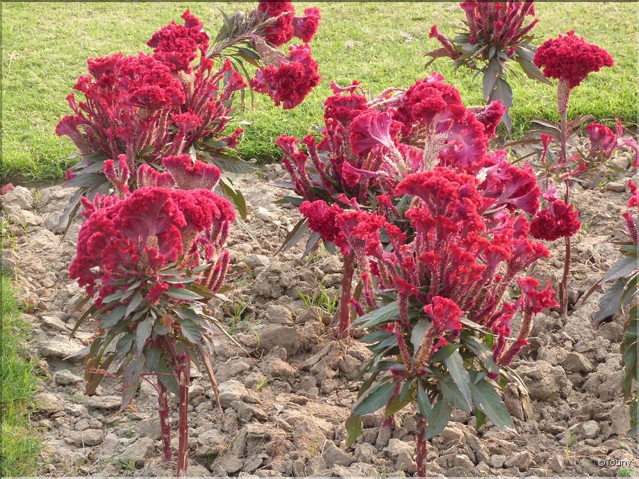 Inde Fatehpur Sikri - célosie (celosia cristata)