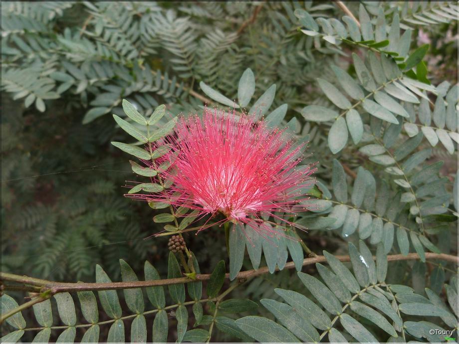 Inde - arbre aux houpettes (calliandra)