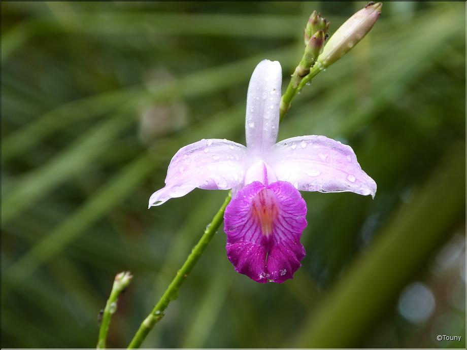 Costa Rica - orchidée bambou (arundina graminifolia)