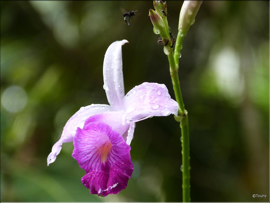 Costa Rica - orchidée bambou (arundina graminifolia)