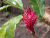 Costa Rica - gingembre rouge (alpinia purpurata)
