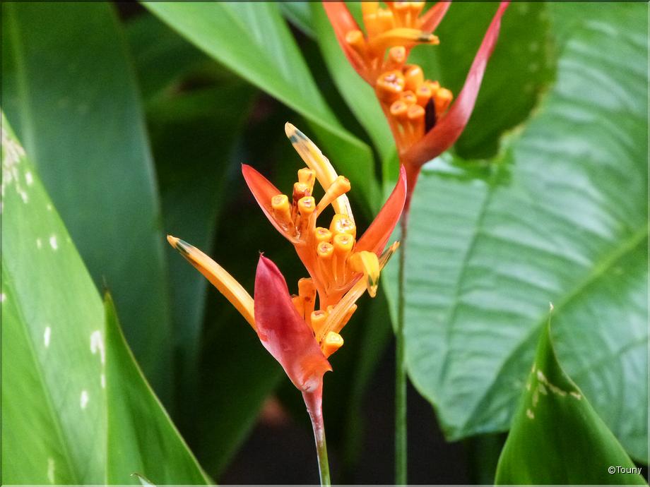 Costa Rica - stelitzia