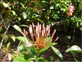 Costa Rica - ixora chinensis