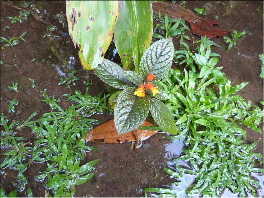Costa Rica - lantanier (lantana camara)