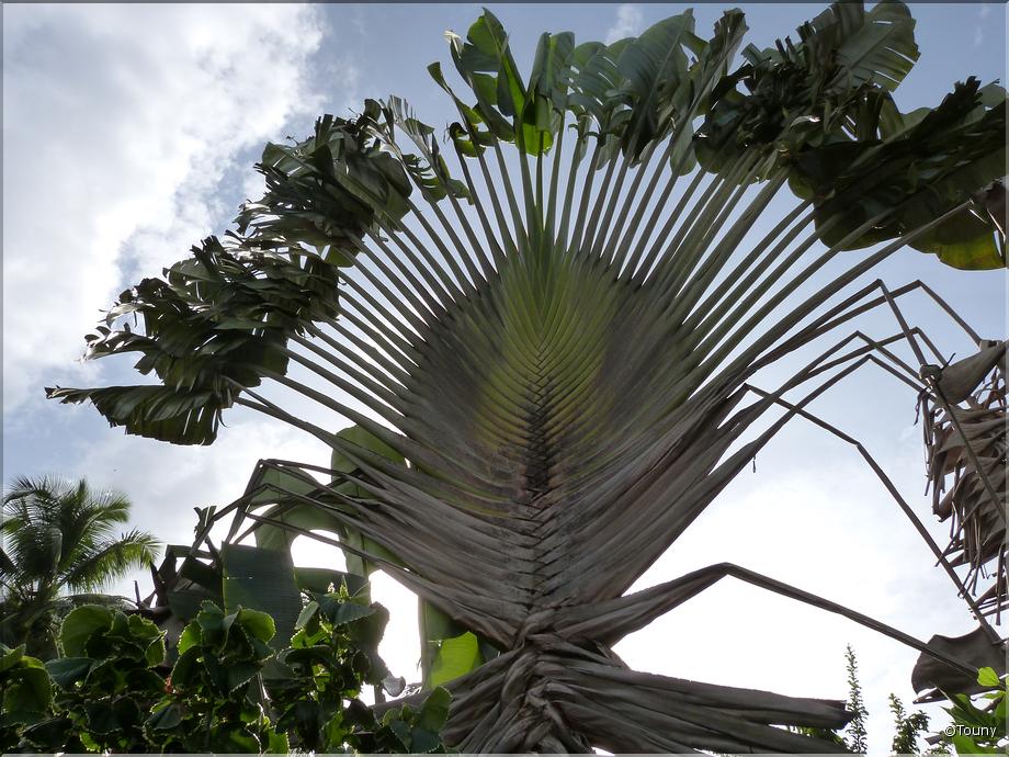 Costa Rica - arbre du voyageur