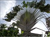 Costa Rica - arbre du voyageur