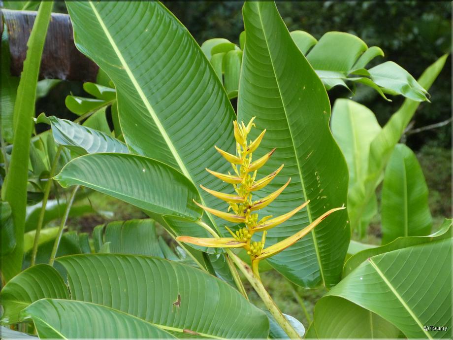 Costa Rica - heliconia