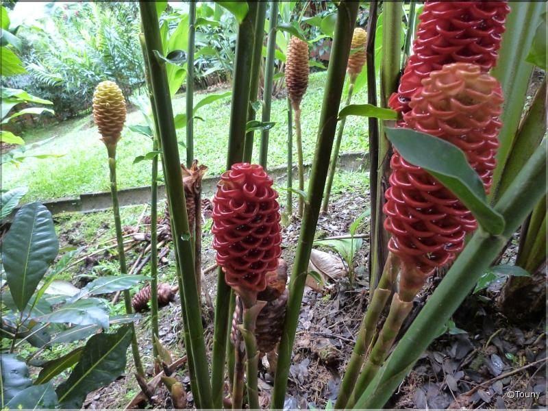 Costa Rica - gingembre à abeilles (zingiber spectabile)