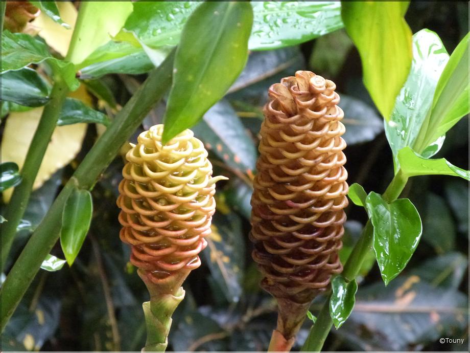 Costa Rica - gingembre à abeilles (zingiber spectabile)