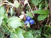 Costa Rica - cerisier bleu (coccocypselum)