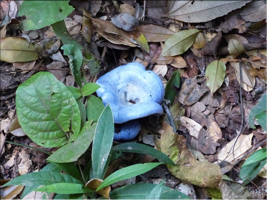 Costa Rica - lactarius indigo