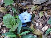 Costa Rica - lactarius indigo