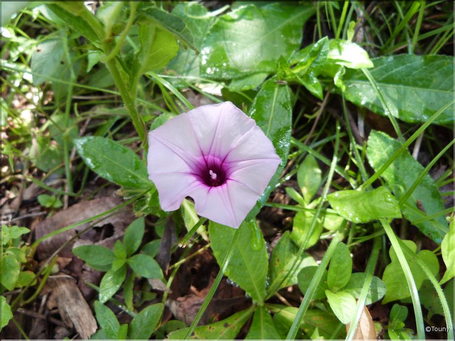 Costa Rica - ipomea