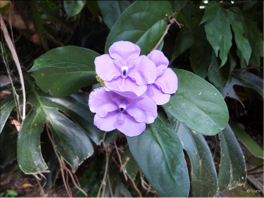 Costa Rica - Brunfelsia pauciflora