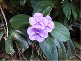 Costa Rica - Brunfelsia pauciflora