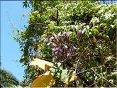 Madère - jacaranda