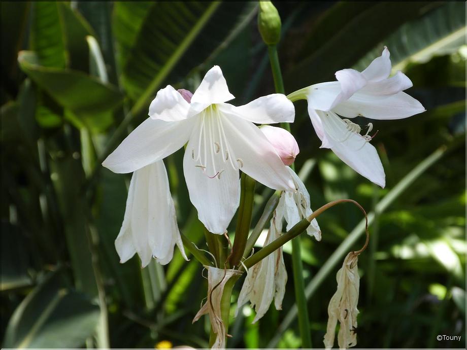 Madère - lys (crinum latifolium)