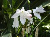 Madère - lys (crinum latifolium)