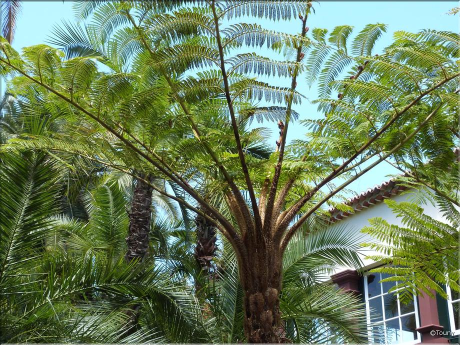 Madère - fougère arborescente (cyathea)