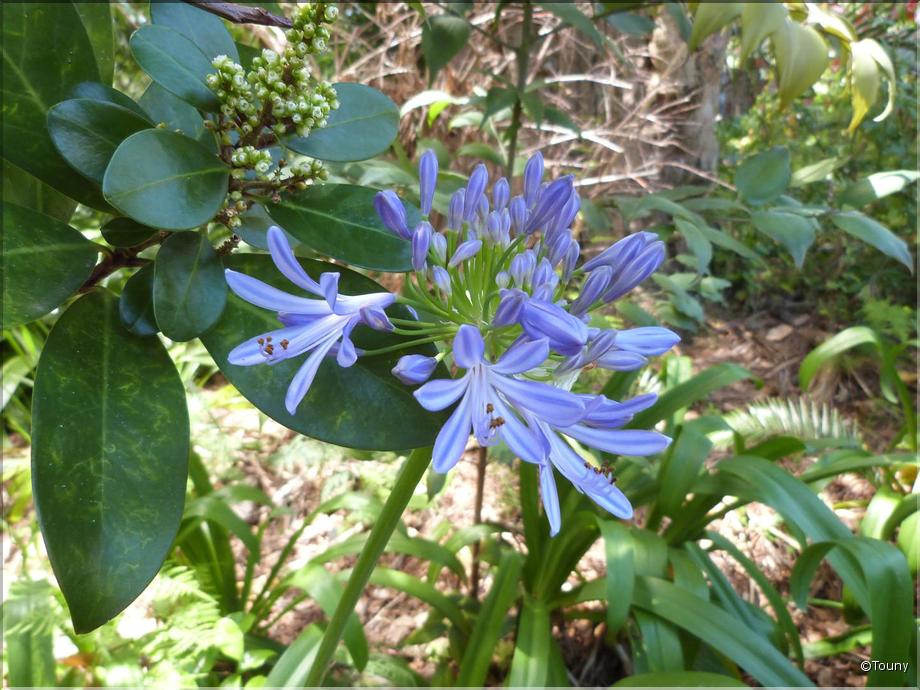 Madère - agapanthe d'afrique (agapanthus umbellatus)