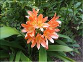 Madère - clivia nobilis