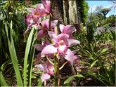 Madère - Cymbidium